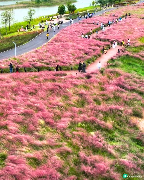 深圳打卡粉黛草公園5大推介🩷50000平方米浪漫粉色花海‼️