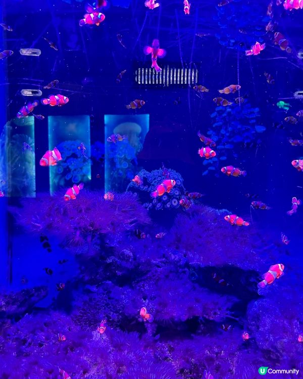 芽莊必玩: 越南版迪士尼&海洋公園