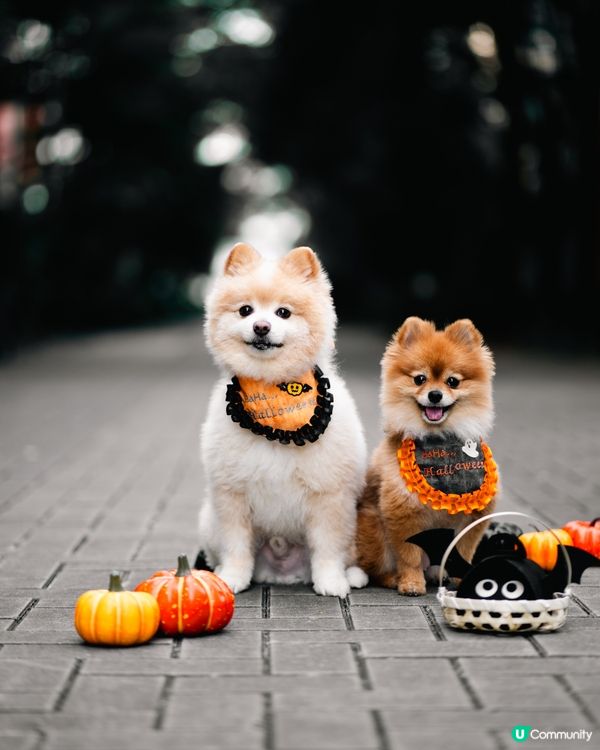 HALLOWEEN萬聖節就快到｜大家準備好扮鬼扮馬未？