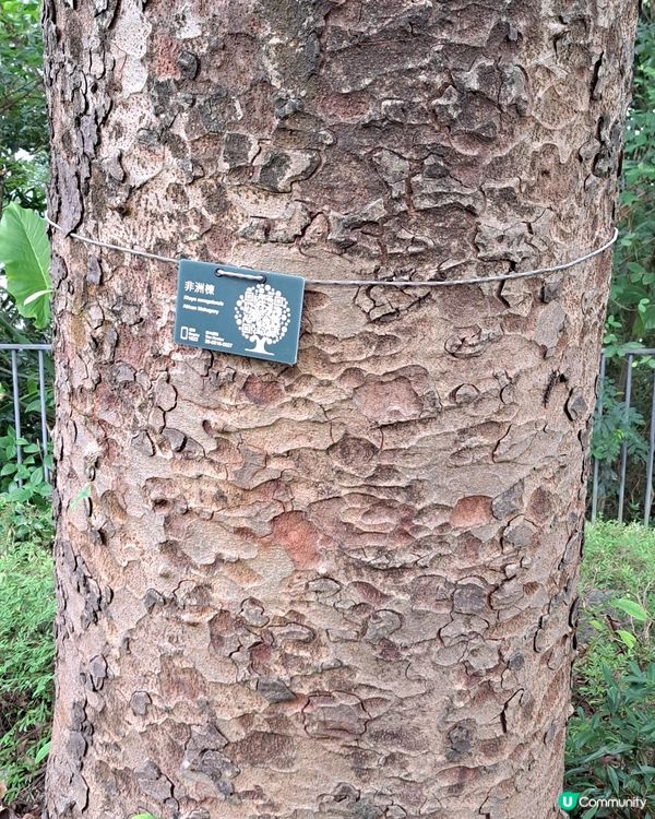 眼見非非洲楝由小樹到到了今今天的參天巨木非非常欣欣喜，替路人...