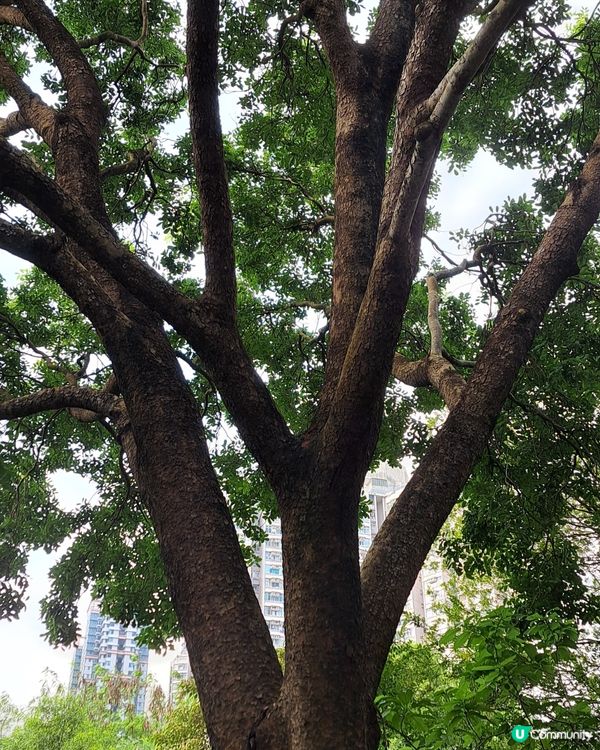 眼見非非洲楝由小樹到到了今今天的參天巨木非非常欣欣喜，替路人...