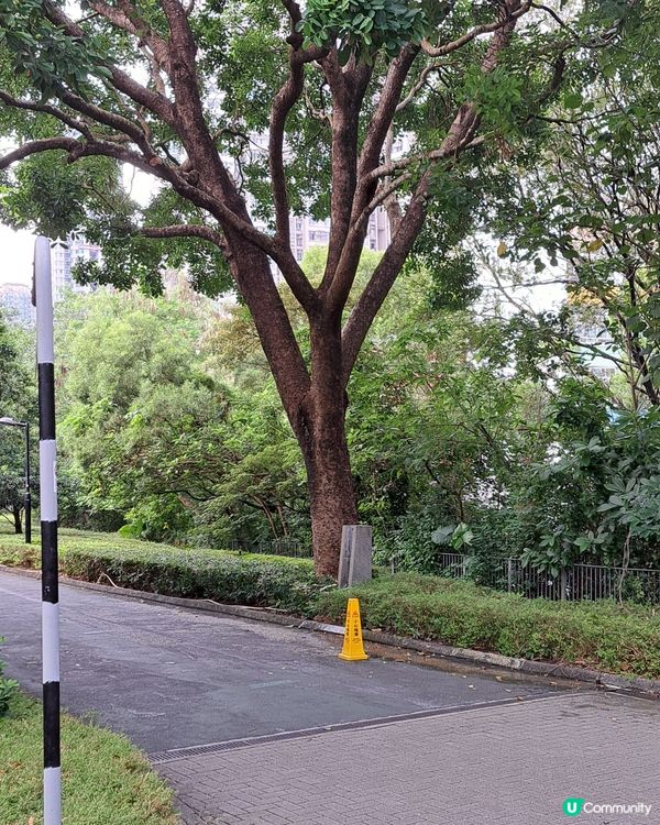 眼見非非洲楝由小樹到到了今今天的參天巨木非非常欣欣喜，替路人...