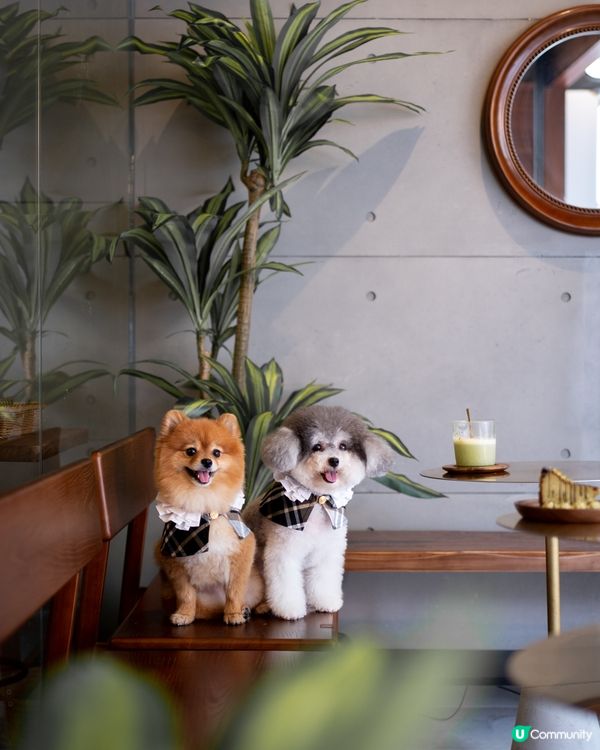 新開✨佐敦Cafe｜性價比極高🤎可以帶寵物