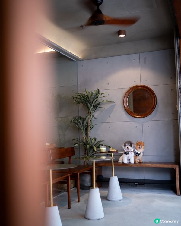 新開✨佐敦Cafe｜性價比極高🤎可以帶寵物