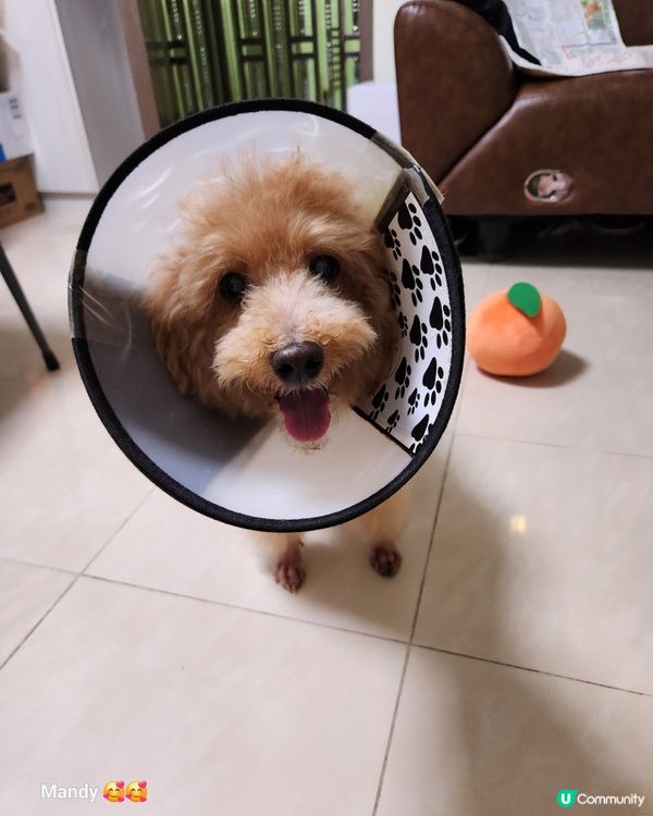 洗完白白同🐽仔玩南瓜波波