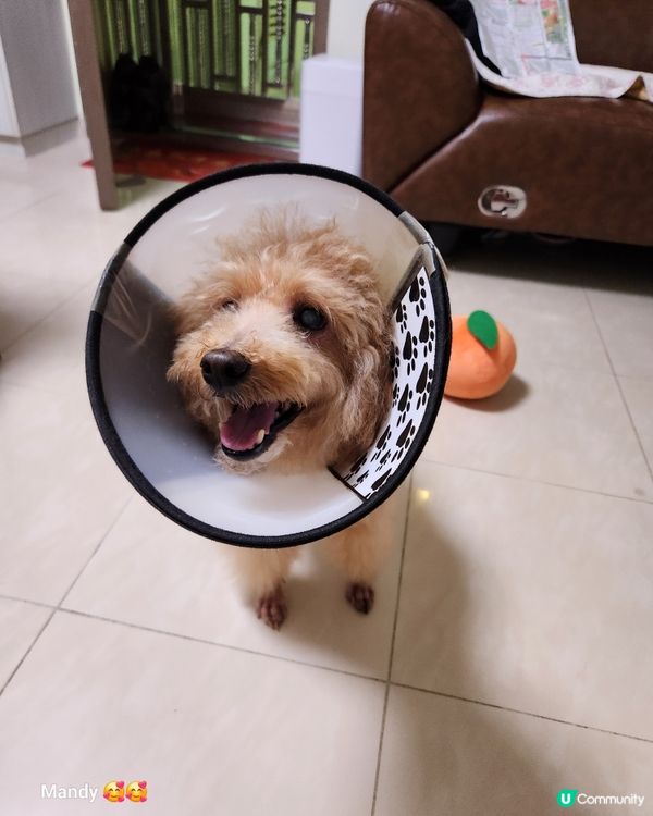 洗完白白同🐽仔玩南瓜波波