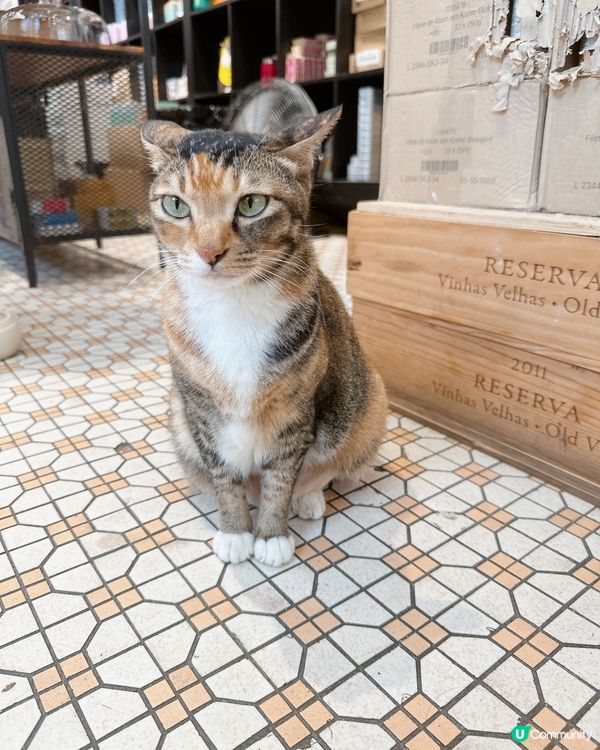 澳門貓貓店長打卡之旅