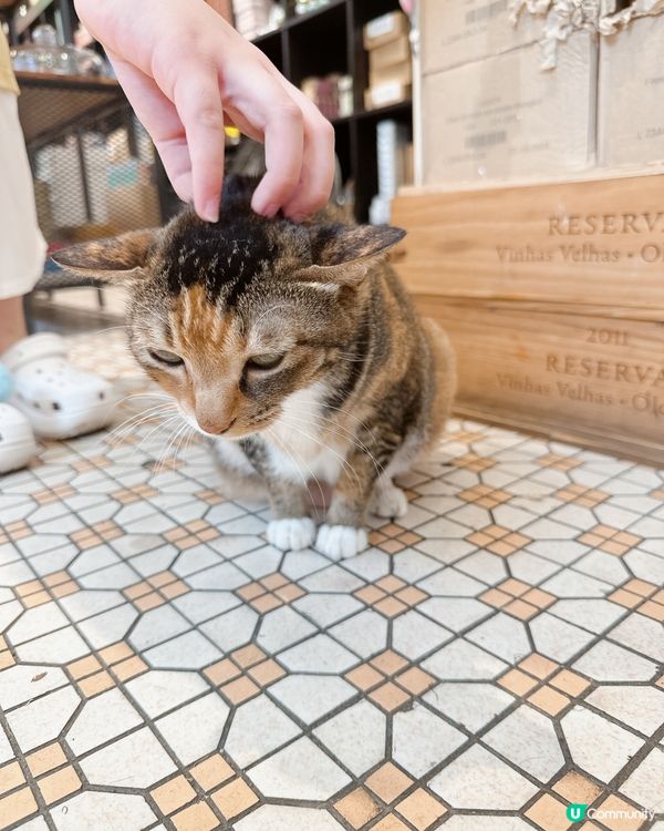 澳門貓貓店長打卡之旅