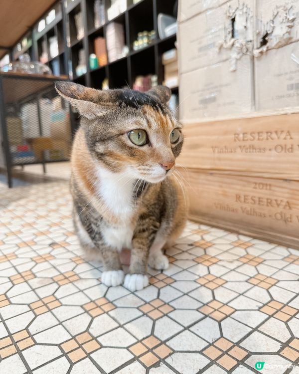 澳門貓貓店長打卡之旅