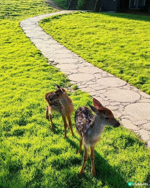 深圳隱世景點😍有釜山膠囊小火車仲有小鹿