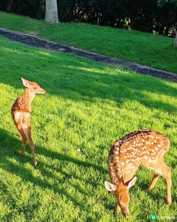 深圳隱世景點😍有釜山膠囊小火車仲有小鹿