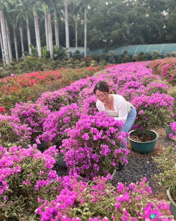蓮花山公園🌸🌸🌸 放假去打卡📸📸📸