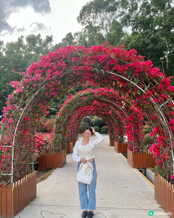 蓮花山公園🌸🌸🌸 放假去打卡📸📸📸