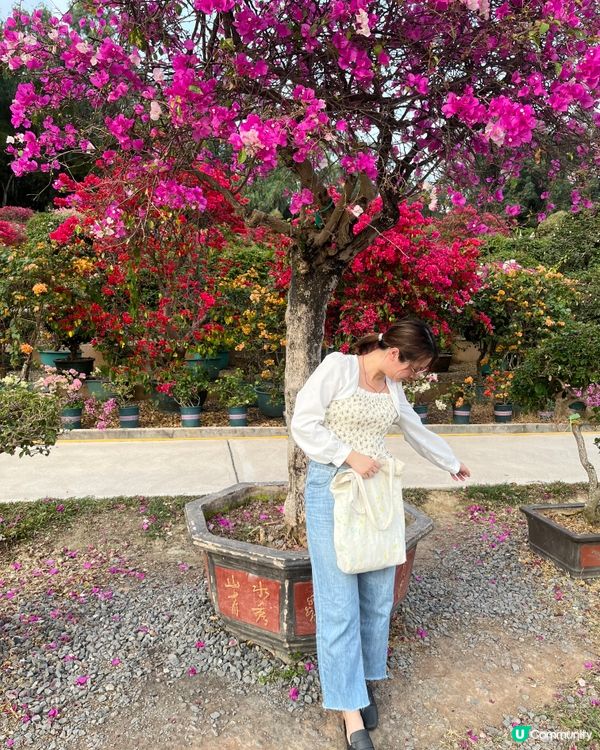 蓮花山公園🌸🌸🌸 放假去打卡📸📸📸