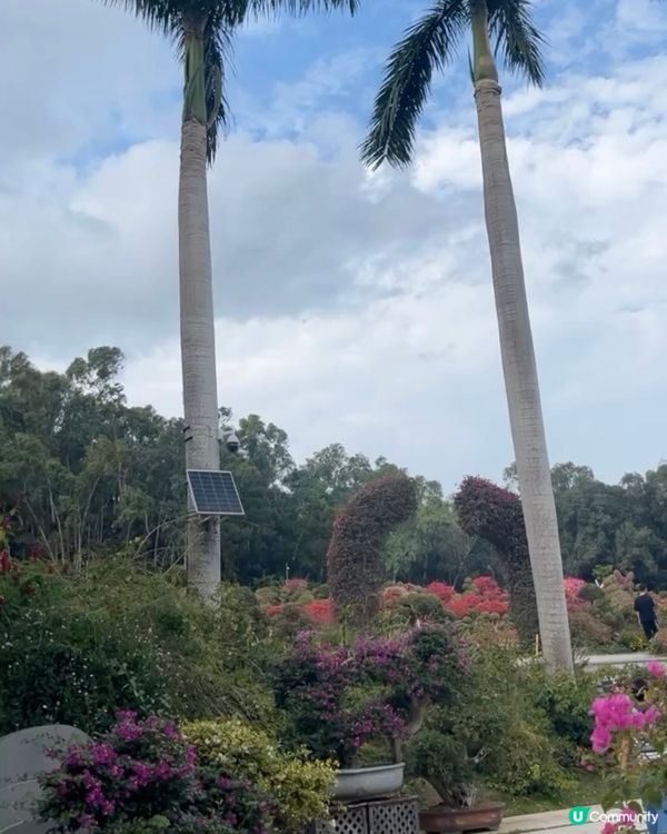 蓮花山公園🌸🌸🌸 放假去打卡📸📸📸