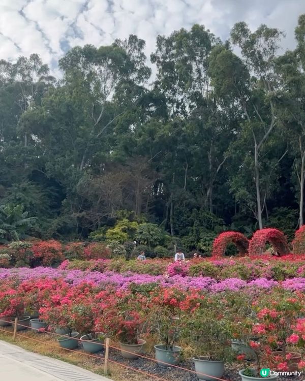 蓮花山公園🌸🌸🌸 放假去打卡📸📸📸