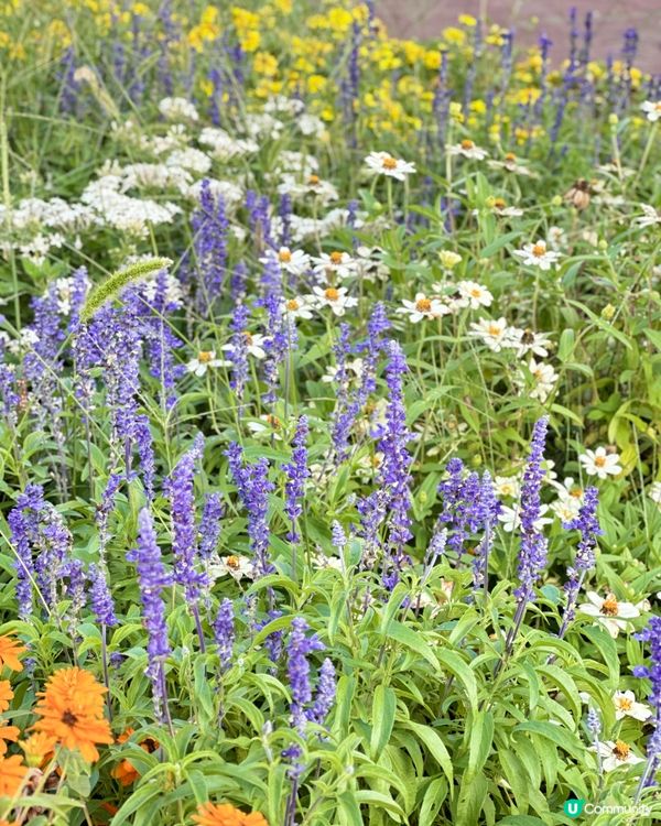 大阪睇日落之選
