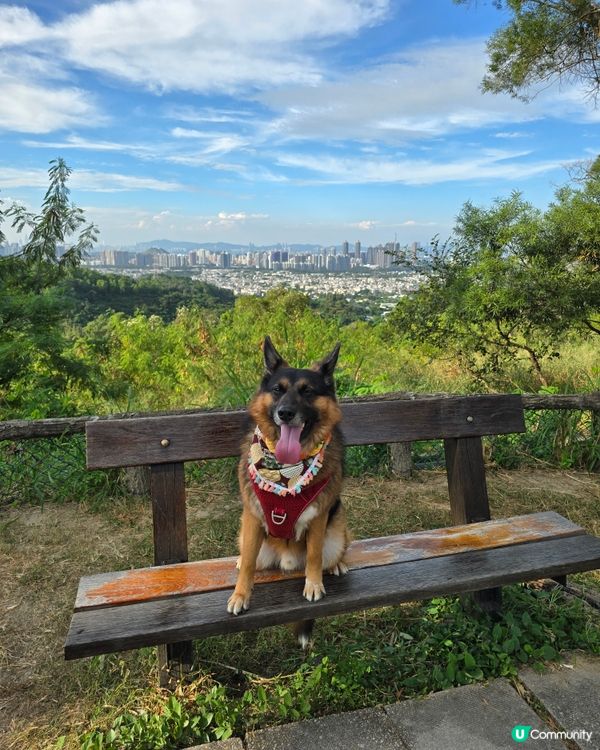 ##🐶 秋天郊遊好去處！大棠靚景，帶毛孩去放電啦！🍂