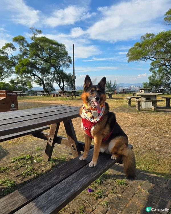 ##🐶 秋天郊遊好去處！大棠靚景，帶毛孩去放電啦！🍂