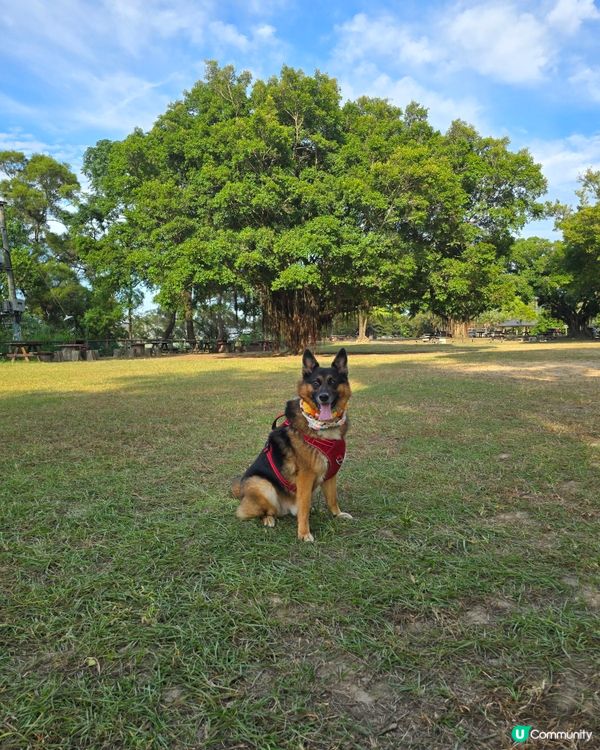 ##🐶 秋天郊遊好去處！大棠靚景，帶毛孩去放電啦！🍂