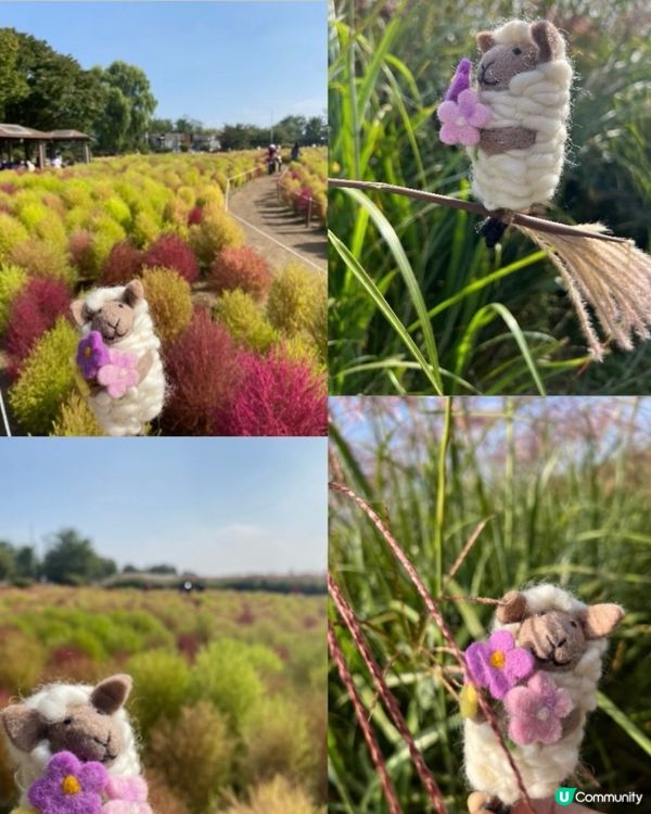 🇰🇷2024韓國秋季限定|粉紅波波草🩷 +芒草🌾