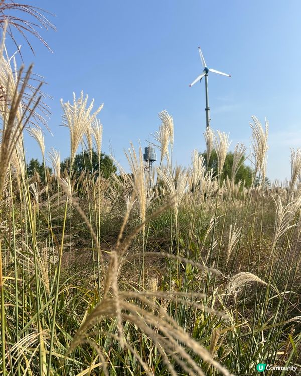🇰🇷2024韓國秋季限定|粉紅波波草🩷 +芒草🌾