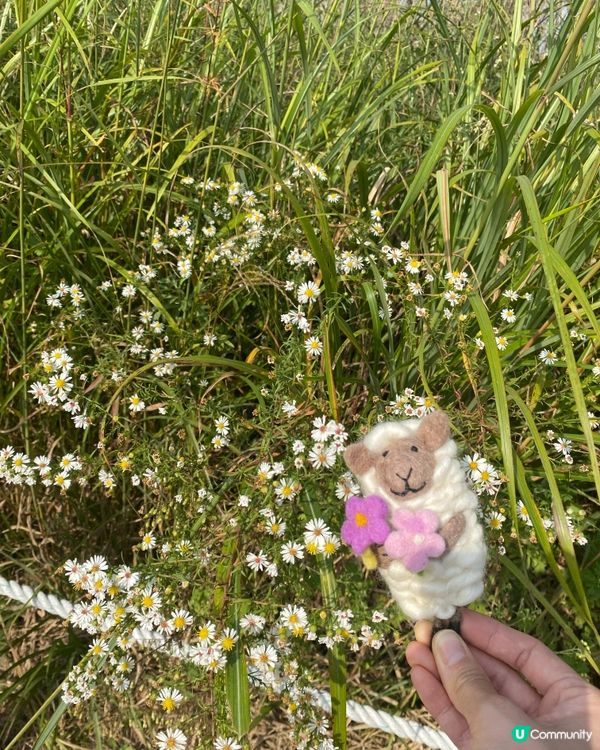 🇰🇷2024韓國秋季限定|粉紅波波草🩷 +芒草🌾