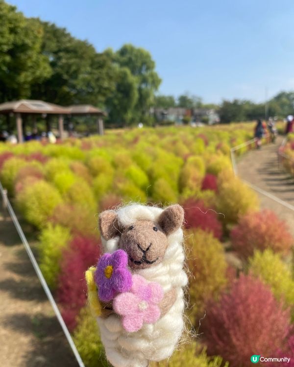 🇰🇷2024韓國秋季限定|粉紅波波草🩷 +芒草🌾