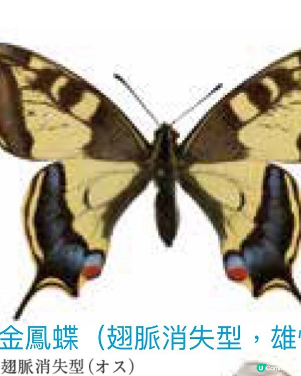 🚶‍♂️走進東大,欣賞稀有物種的異色美