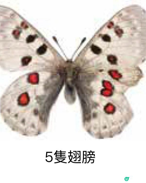 🚶‍♂️走進東大,欣賞稀有物種的異色美