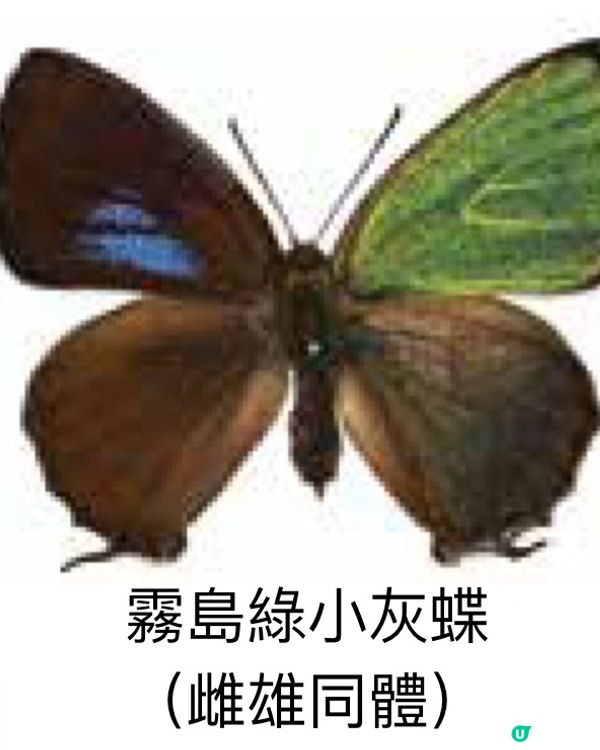 🚶‍♂️走進東大,欣賞稀有物種的異色美