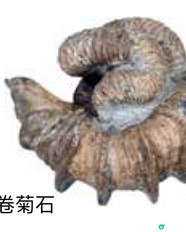 🚶‍♂️走進東大,欣賞稀有物種的異色美