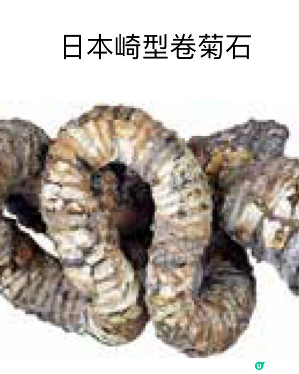 🚶‍♂️走進東大,欣賞稀有物種的異色美