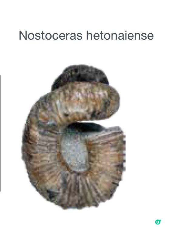 🚶‍♂️走進東大,欣賞稀有物種的異色美