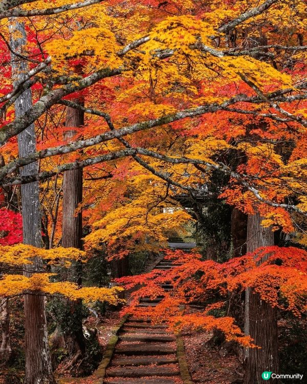 日本楓葉?今年提早落葉，大家想去就要快點訂行程啦?