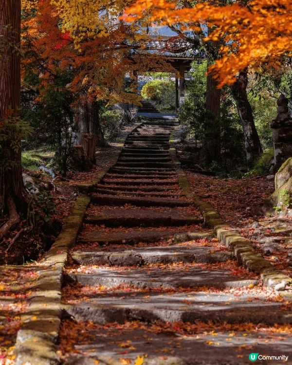 日本楓葉?今年提早落葉，大家想去就要快點訂行程啦?