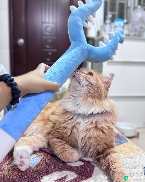 討伐貓豬🤣🤣🤣