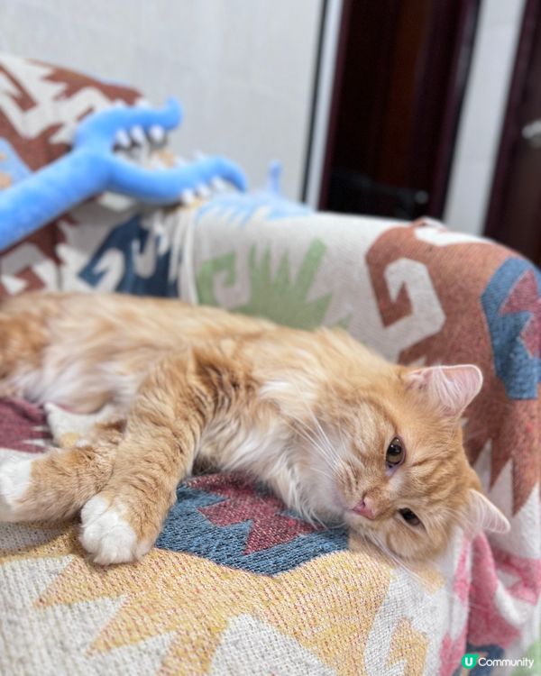 討伐貓豬🤣🤣🤣