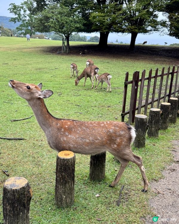 大阪奈良之旅🫎🦌