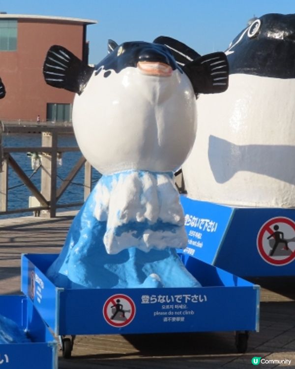 🫣賭上性命的一餐…🇯🇵在日本食美味河豚刺身🐡