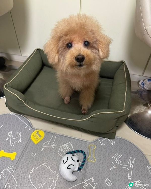 洗完白白有新嘢玩