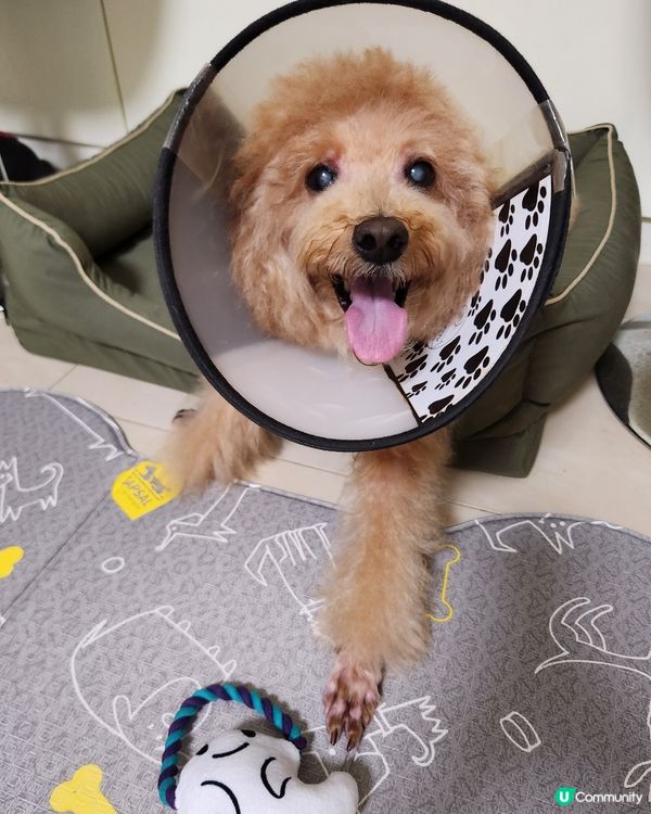 洗完白白有新嘢玩