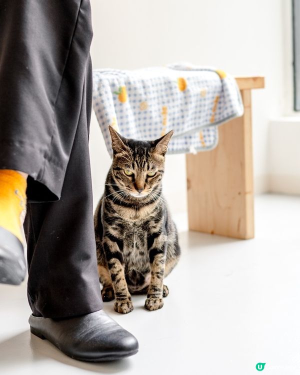 西營盤藝術書cafe 內有貓店長😍