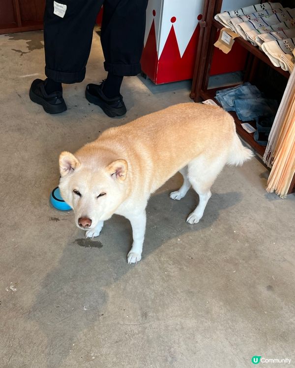 可愛的狗狗名字叫蕃薯