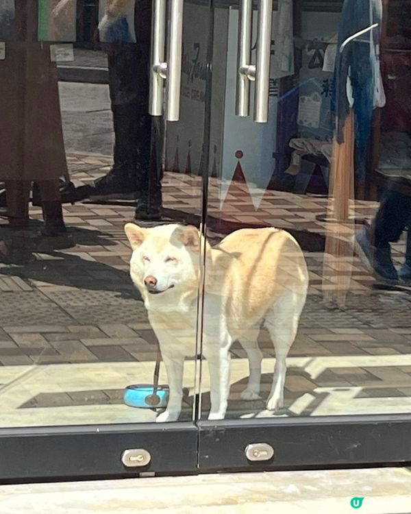 可愛的狗狗名字叫蕃薯