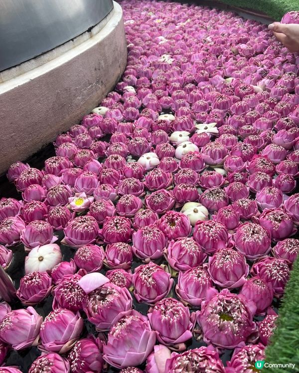 【🇹🇭曼谷|幸運女神之旅👸】