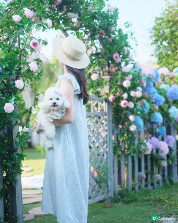香港秘密繡球花園