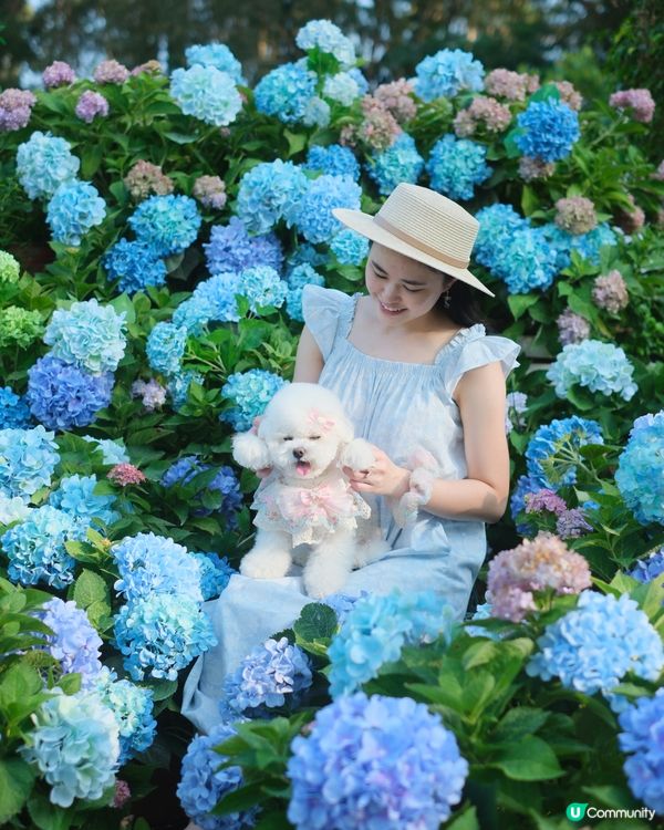 香港秘密繡球花園