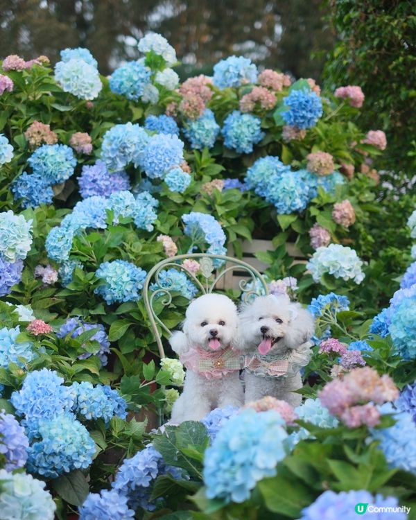 香港秘密繡球花園