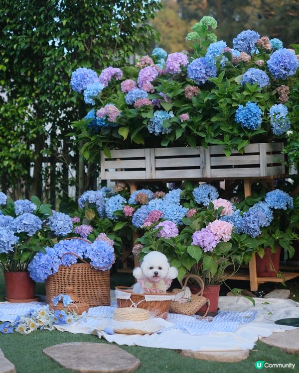香港秘密繡球花園